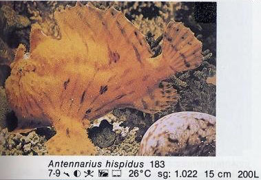 Antennarius hispidus